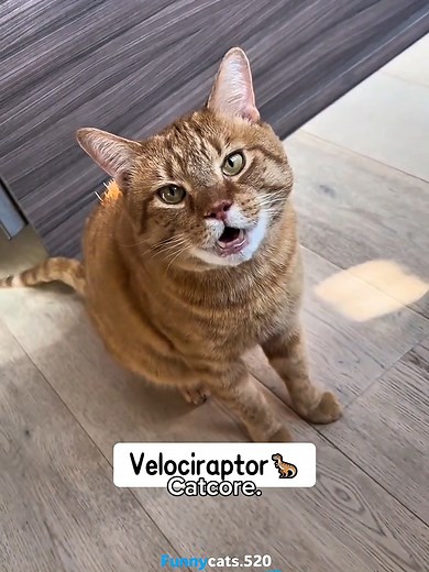 Explore the Funny Sounds of Cats