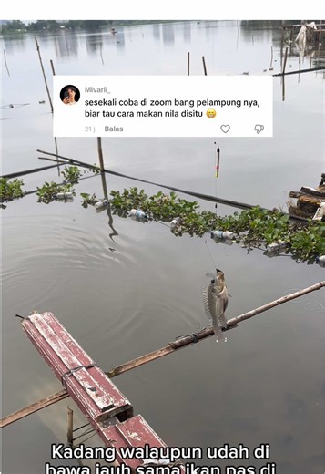 Cara ikan narik pelampung di danau cipondoh #mancing #fishing #strike #mancingliar #mancingmania