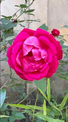 Red Rose Plant Care | How to Grow Red Roses at Home #plants #indoorplants #ytshorts #gardening