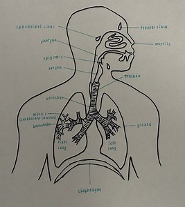 Respiratory System