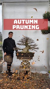 24K views · 1.8K reactions | Refinement pruning bonsai. This is a Japanese Beech tree #pruning #bonsai #autumn #refinement | Bonsai-Zentrum Münsterland | Facebook