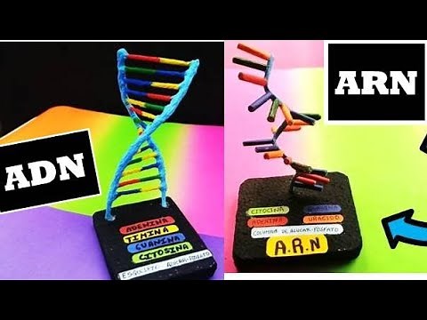 GANA LA MEJOR NOTA💚 Como Hacer La Maqueta del ADN y ARN con sus Partes / 💜 Maqueta del ADN y ARN