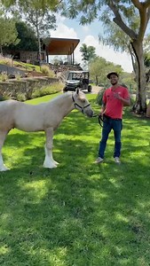 Cuál te llevas? Gypsy o Friesian 🤩 #RanchoElDescanso #friesian #GypsyVanner #CaballosMéxico #HorseLovers | Rancho El Descanso - Eventos y Criadero de caballos