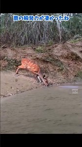 驚愕！鹿が川で水を飲んでいると…水中から飛び出すワニの襲撃！