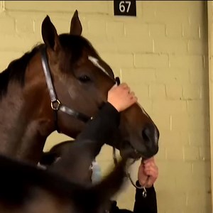 32K views · 325 reactions | Love this behind the scenes vision of Wild Ruler after a ripping win in the Moir Stakes.  @SnowdenRacing1 | Racing.com | Facebook