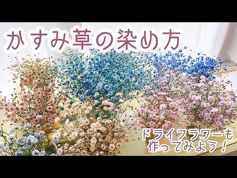 【かすみ草の染め方】染めかすみ草でドライフラワー作り/簡単綺麗にできる/着色かすみ草/ドライフラワー作家/ドライフラワー