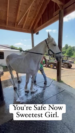 247K views · 10K reactions | Tinkerbell had her first bath to cool down and wash what looks like many years of filth and grime off her. #neveragain Contribute to her wellness fund- https://www.ctdraftrescue.org/donate | Connecticut Draft Horse Rescue | Facebook