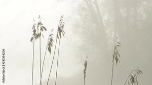 Old Common reed plants on a misty late spring morning in Estonia, Northern Europe