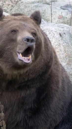 Roaring_Brown_Bear__Majestic_Sounds_of_the_Wild