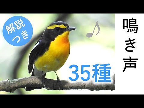 Singing Birds - 35 species in Japan / video for cat