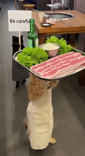 삽겹살 서빙하다 사고쳤네. "Cat ruins pork belly service." #sora2 #cat #ai실사화 #ai영상 #funny #cute