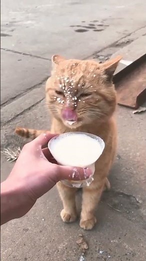 Adorable Cat Drinking Milk 🐱 | “Num Num Num” Sound 😍✨