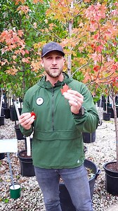 1K views · 36 reactions | Jonah talks you through a few of his favorite trees, such as the Redpointe Maple, Fall Fiesta Sugar Maple, Wildfire Black Gum, Red Rage Black Gum, Serviceberries, and Dogwoods. Right now is an excellent time for planting, and you can save 25% on ALL hardy trees and shrubs by purchasing two or more.* *Offer valid through 10.25.23 or while supplies last. Excludes all tropicals, perennials, and chrysanthemums. | Family Tree Nursery Kansas City | Facebook