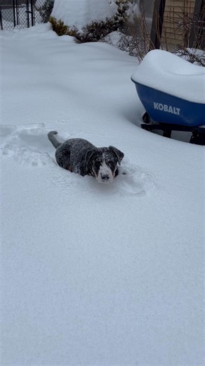 3 month old Ozzy trying to navigate a foot and a half of snow! | Matterhorn Greater Swiss Mountain Dogs