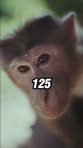 The Chimp Who Was Raised as a Human