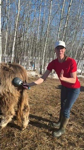 Comb My Rear End Only Please!