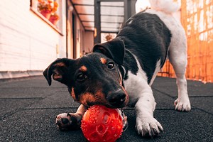 The Use of Meta-Communication in Dog Play
