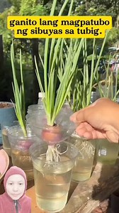 5.1M views · 50K reactions | ganito lang kadali magpatubo ng sibuyas gamit ang tubig lamang.. #ideas #tips #plantsmakepeoplehappy #reactionvideo #sharing #reelsvideoシ #reelsviralシ | Julie Ann Jo | Facebook