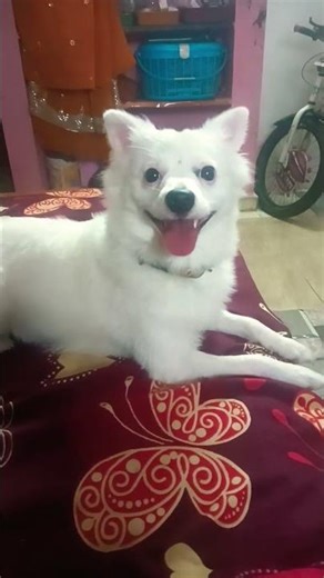 En chella pulliku patca mutta venuma