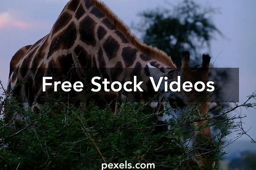 Safari Videos, Download The BEST Free 4k Stock Video Footage & Safari HD Video Clips
