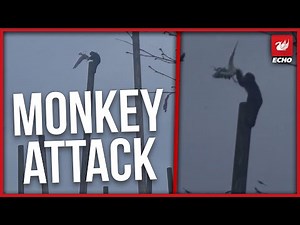 Chester Zoo monkey batters seagull to death as horrified family looks on