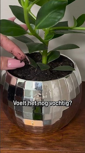 Wanneer heeft jouw plant dorst? 💚