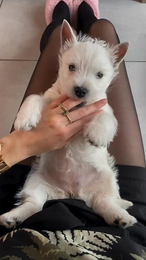 Its me Vaiana, mom’s baby 😍❤️ . . . . #westie #westielife #westiesofinstagram #westiemoments #westiepuppy #westiesrule #westies #westieslife #westiesofinsta #dog #dogs #doglover #dogsofinstagram #doglife #doggo #dogsofinsta #dogstagram #dogslife #dogsofinstaworld #dogdaycare #dogfriendly #dogfood #doggrooming #dogwalking #dogwalker #dogwalk #dogrescue #dogtraining #dogtreats #dogtrainer | Westie Lovers