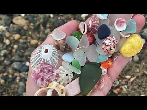 Beautiful Shells of Puerto Rico!