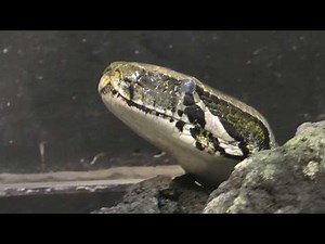 Burmese python (Adachi Park of Living Things, Tokyo, Japan) May 5, 2018