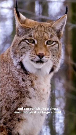 DEER KILLER GHOST #animalfacts #wildlife #eurasianlynx #lynx
