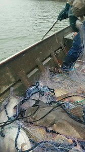 423K views · 4K reactions | Gill Net Fishing | Winstead Bait Shop | Facebook