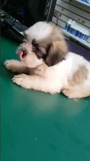 Shih Tzu And Poodle Mix (Shihpoo) 🐶 #shihpoo