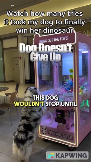Dog Plays & Wins at Claw Machine Game🐶❤️#shorts