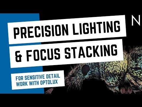 Webinar Replay - Precision Lighting & Focus Stacking for Sensitive Detail work with optolux