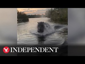 Hippo chases boat full of sightseers in Kenya