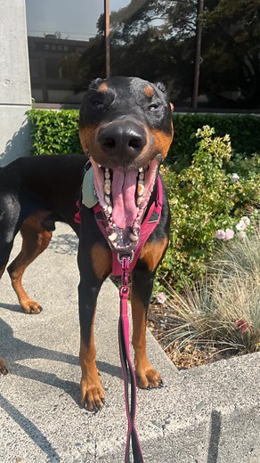 We are back with another round of “which is the real sound” (wrong answers only) 😋 #dogsofinstagram #dogcomedy #funnydog | honkifyoulovemydog