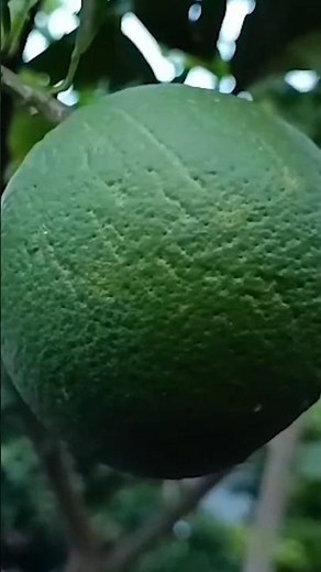 🌱 LIVE Propagation Class | How to Grow Orange Plants from Stem Cuttings