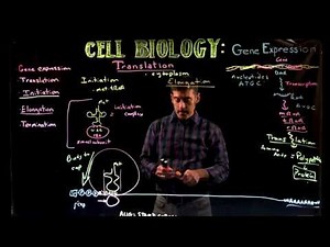 Translation: Protein synthesis