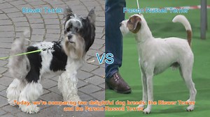 Biewer Terrier vs. Parson Russell Terrier: A Comprehensive Comparison