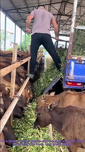 Feeding Cows on Farm: Fresh Fodder for Eager Herd