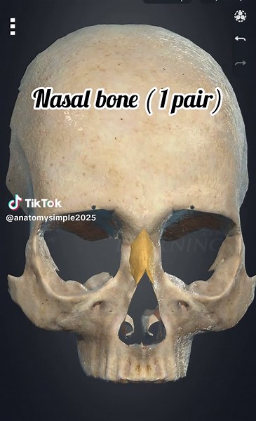 #creatorsearchinsights #humananatomy #bone #medstudent #foryou #anatomy #scienceproject #biology #3Danimation #easy #fyp