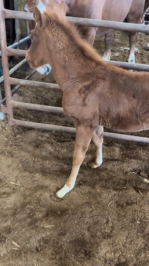 URGENT: BABY HORSE IN SLAUGHTER HOUSE, PLEASE READ Cody texted me this video and said an Amish man drove up with a little boy and a little foal in the back of the horse drawn buggy. The little boy was clutching the foal as tightly as he could and silent tears were rolling down his face. The man had come to sell the foal to slaughter because he has lax tendons on both back legs. This birth defect can often be corrected if caught in time but ideally it would be right after the birth. For this poor