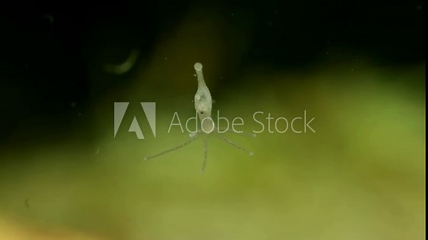 Hydra (Hydrozoa) underwater, attached to glass, showing an ingested daphnia being digested in its “stomach”, extreme macro close-up.