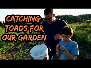Catching Toads For Our Garden