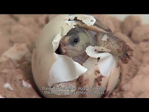 B.1 Examples of Biodiversity