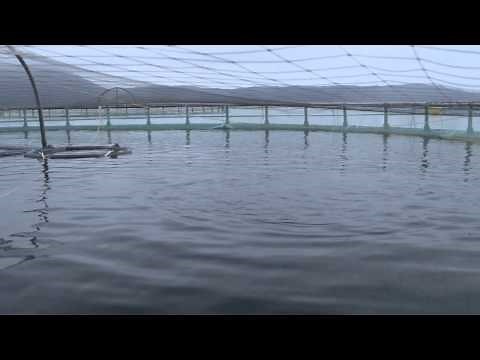 Responsibly Farmed Salmon | Fed Better - Raised Better | Whole Foods Market