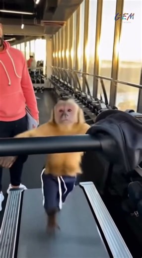 Monkey running on the treadmill like it owns the gym! #funny #monkey #animalmoments #shorts