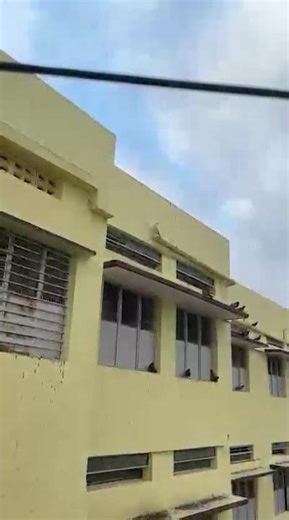 🔥 Pigeon training Flying #ViralVideo #TrendingNow #PigeonFlight #BirdReels #FlyingPigeons #reels