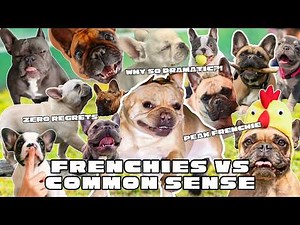 Try Not to Laugh | The Funniest French Bulldog Compilation You'll Watch Today!