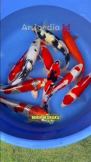 Types of koi fish that are favorites of collectors #ornamentalfish #koifish